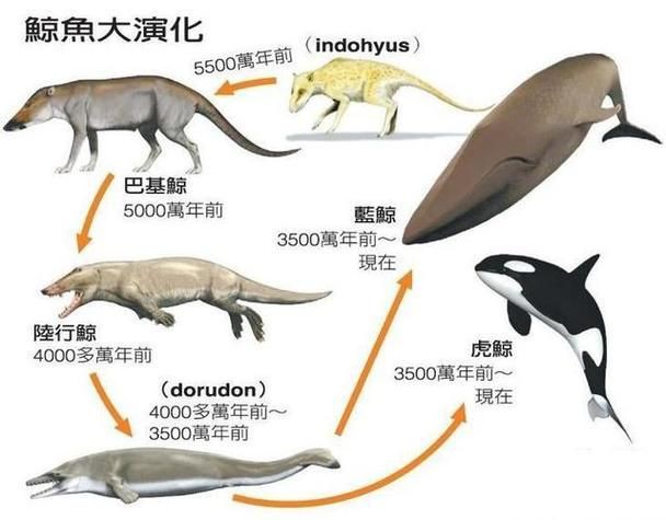 鯨魚和鯊魚海豚區別圖