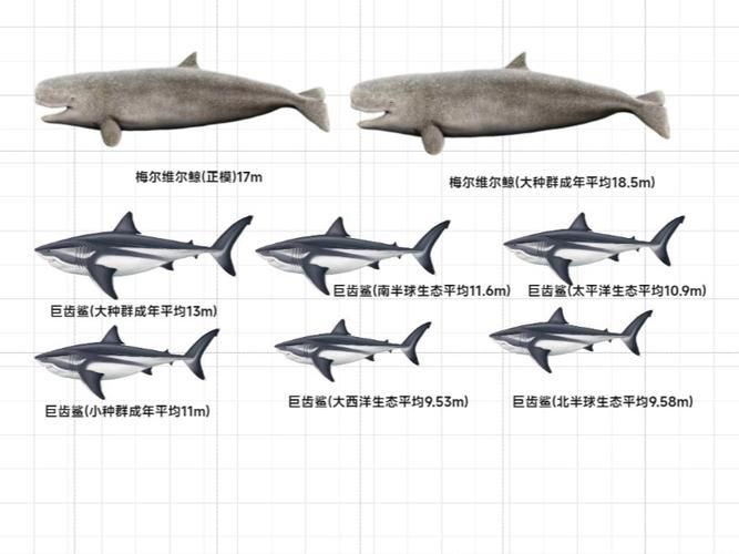 鯨魚和鯊魚海豚區別圖