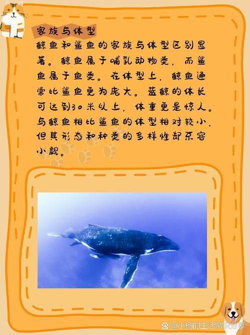 鯨魚和鯊魚海豚區別圖