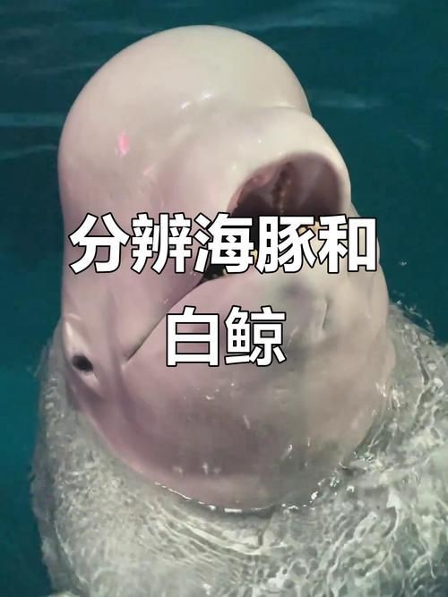 鯨魚和鯊魚海豚區別圖