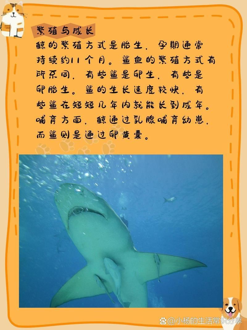 鯨魚和鯊魚海豚區別圖