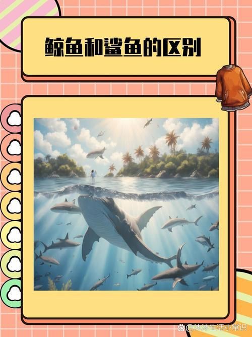 鯨魚和鯊魚海豚區別圖