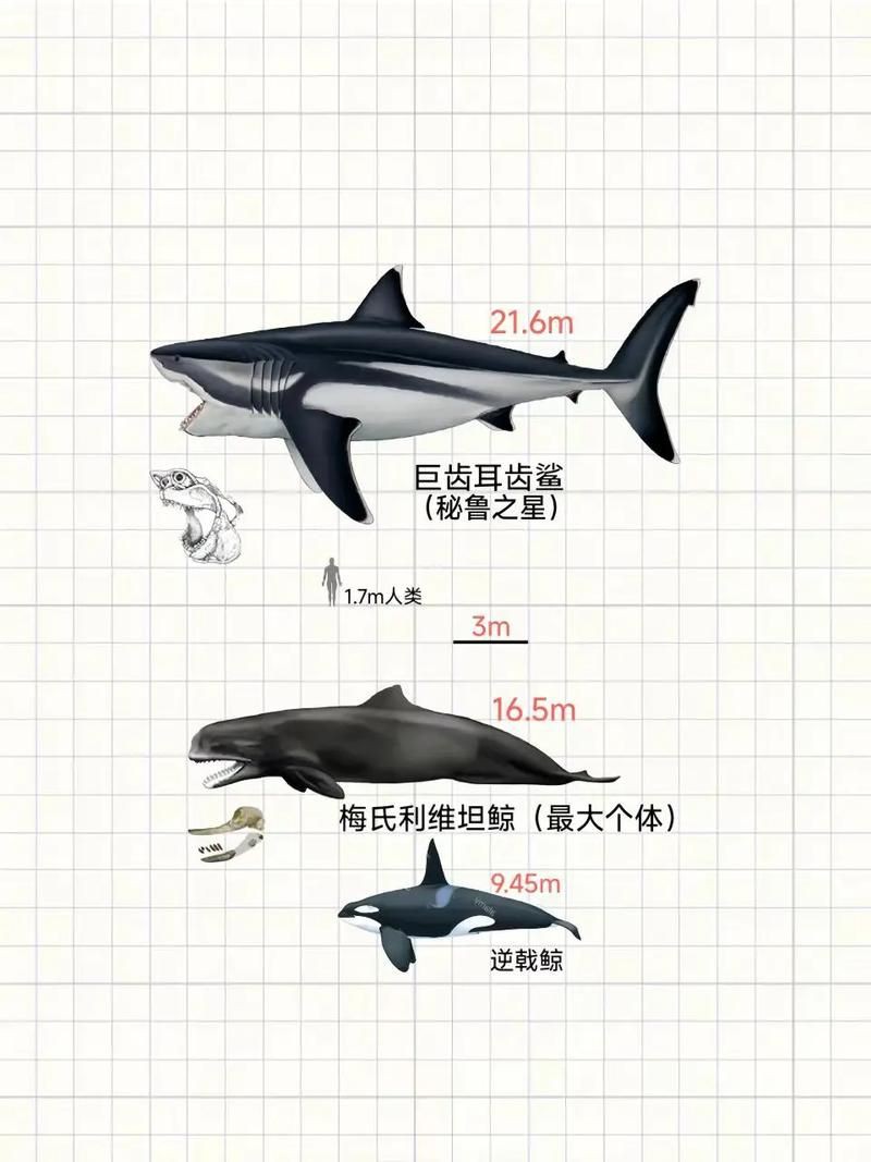 鯨魚和鯊魚海豚區別圖