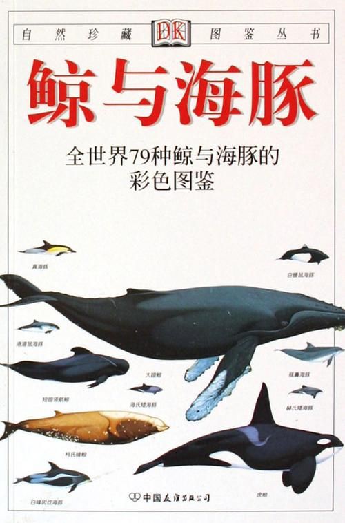鯨魚和鯊魚海豚區別圖