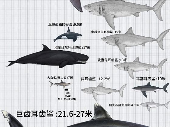 鯨魚和鯊魚海豚區別圖