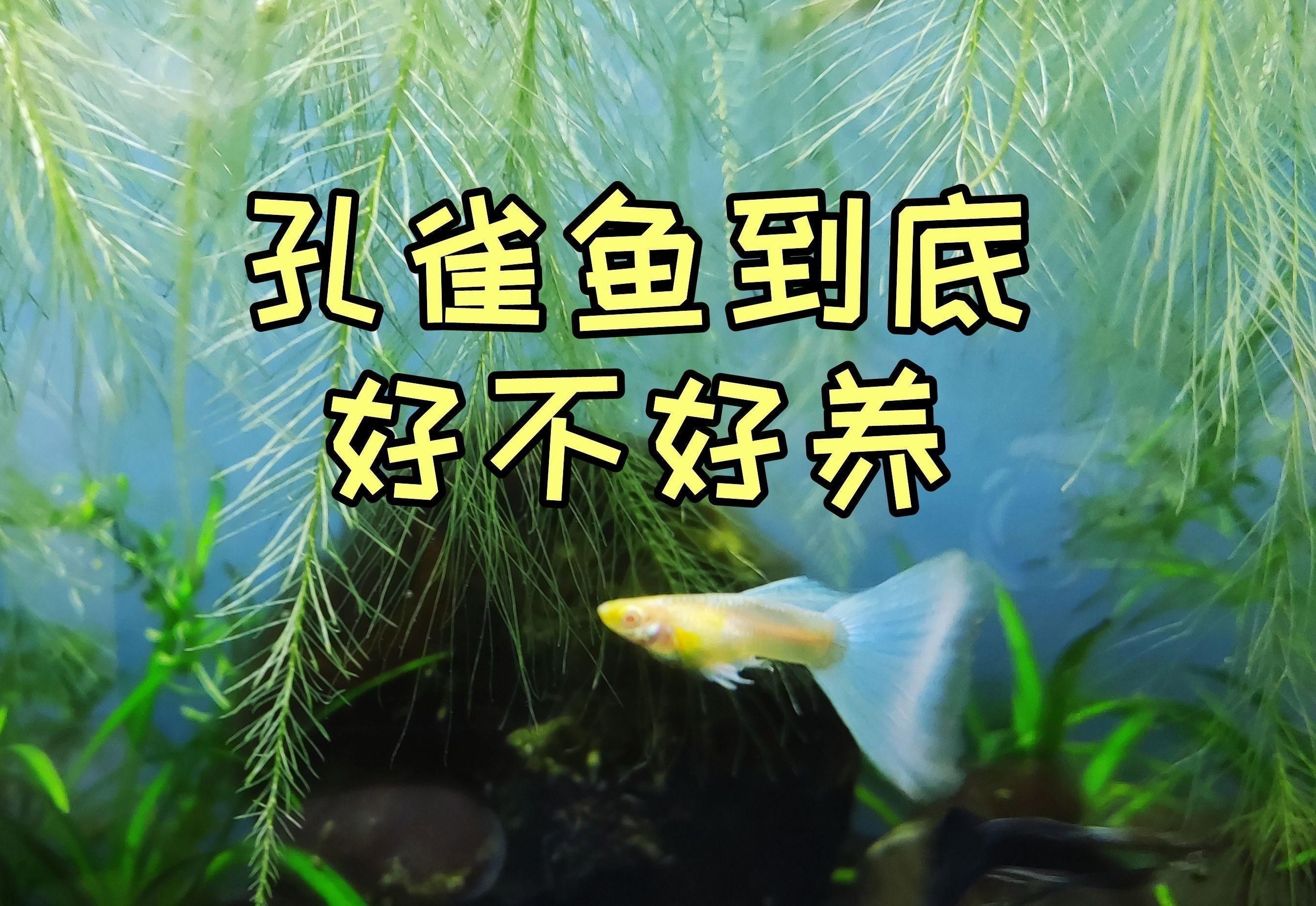 米奇魚好養(yǎng)還是孔雀魚好養(yǎng)