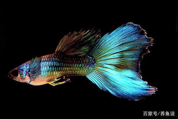 米奇魚好養(yǎng)還是孔雀魚好養(yǎng)