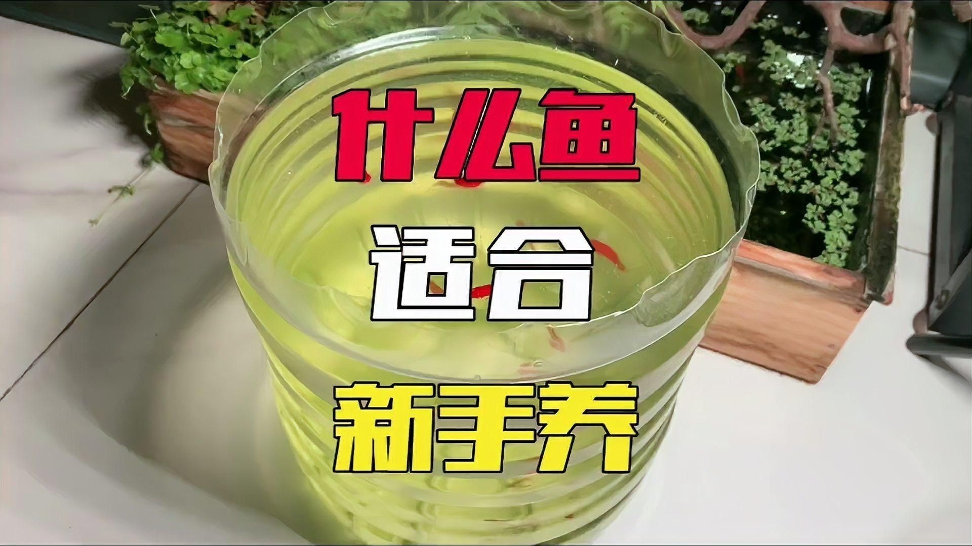 米奇魚好養還是孔雀魚好養