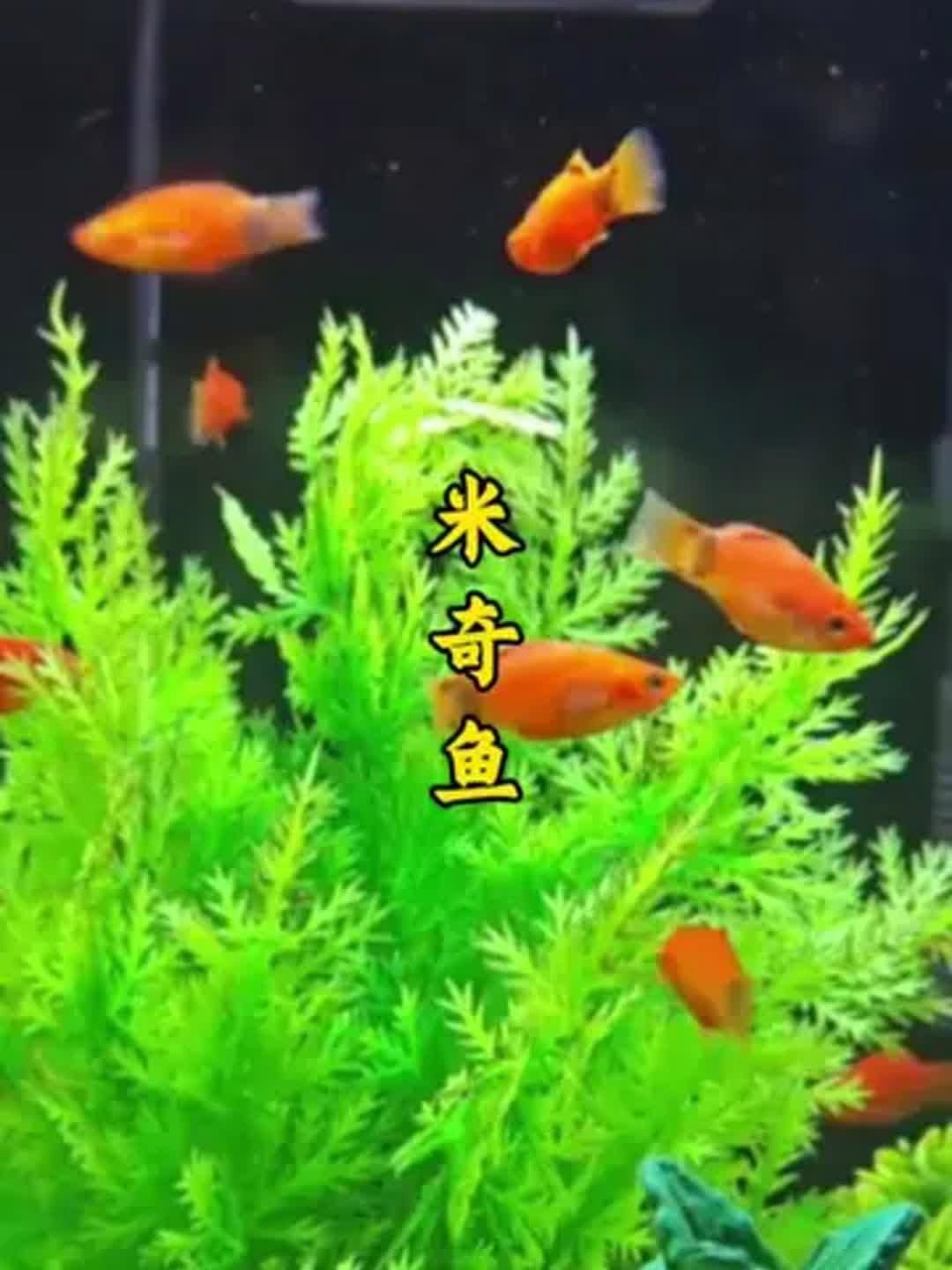 米奇魚好養還是孔雀魚好養