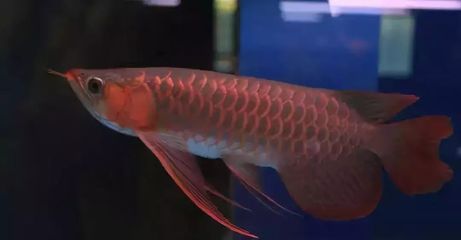 龍魚懷孕多久生產出來的：龍魚懷孕多久生產？ 龍魚懷孕多久生產出來的：龍魚懷孕多久生產？ 龍魚百科 第3張