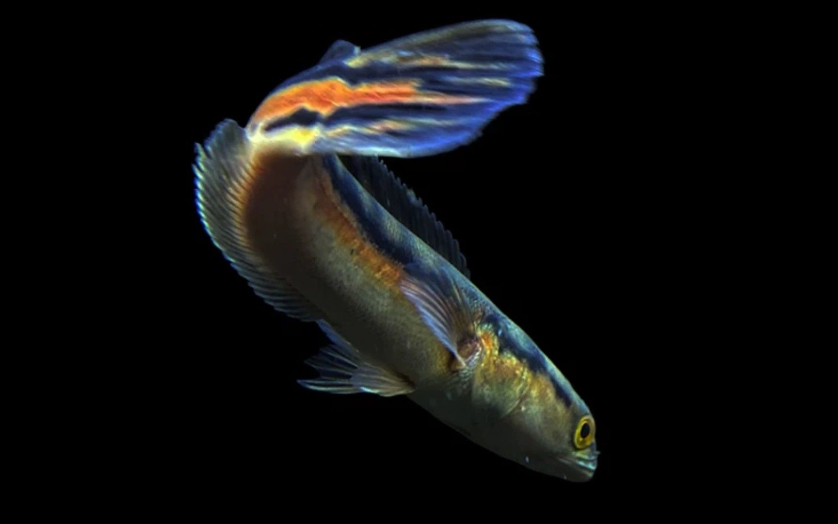 雷龍魚怎么馴食，雷龍魚飼料選擇技巧