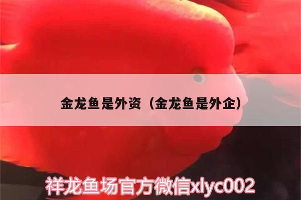 金龍魚合資（金龍魚合資企業股權結構詳解）