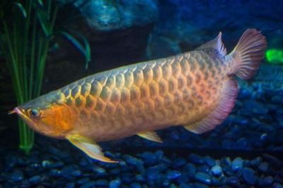 金龍魚(yú)與紅龍魚(yú)能交配嗎：金龍魚(yú)與紅龍魚(yú)在科學(xué)上是可以交配的，但不意味著它們會(huì)自然地繁殖