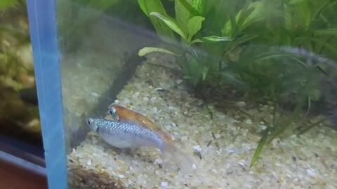 金龍魚(yú)與紅龍魚(yú)能交配嗎：金龍魚(yú)與紅龍魚(yú)在科學(xué)上是可以交配的，但不意味著它們會(huì)自然地繁殖