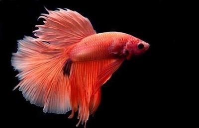 龍魚養幾條好旺財：養幾條龍魚被認為是旺財的好方法