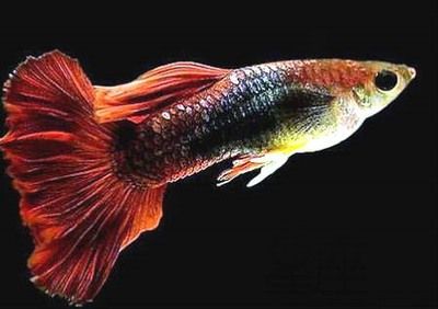 龍魚養幾條好旺財：養幾條龍魚被認為是旺財的好方法