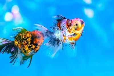龍魚養幾條好旺財：養幾條龍魚被認為是旺財的好方法