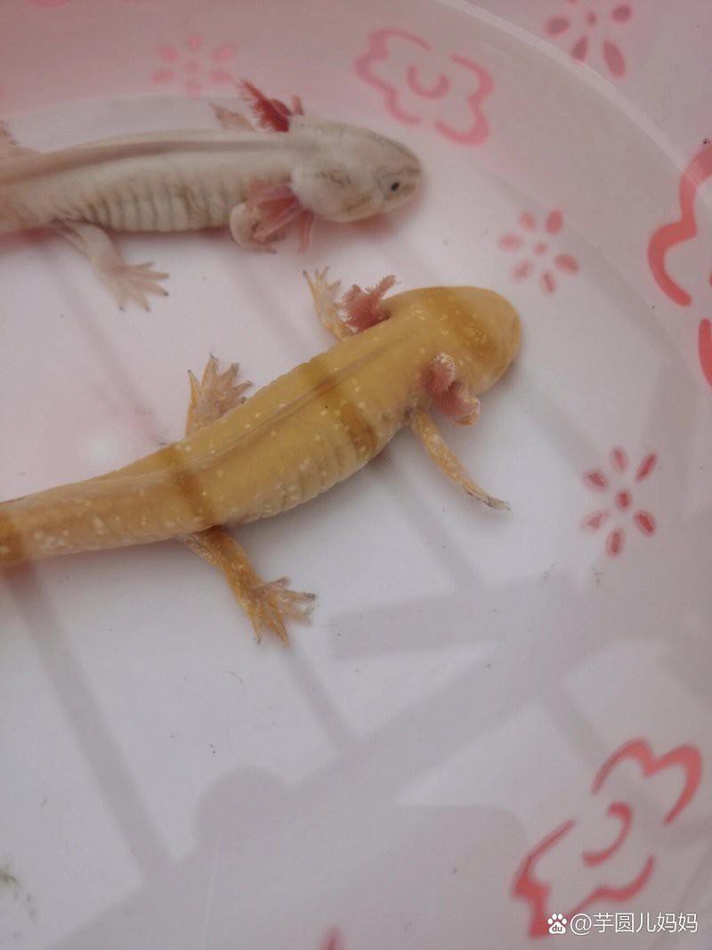 六角恐龍魚細菌感染會自愈嗎？ 六角恐龍魚細菌感染會自愈嗎？ 龍魚百科 第6張