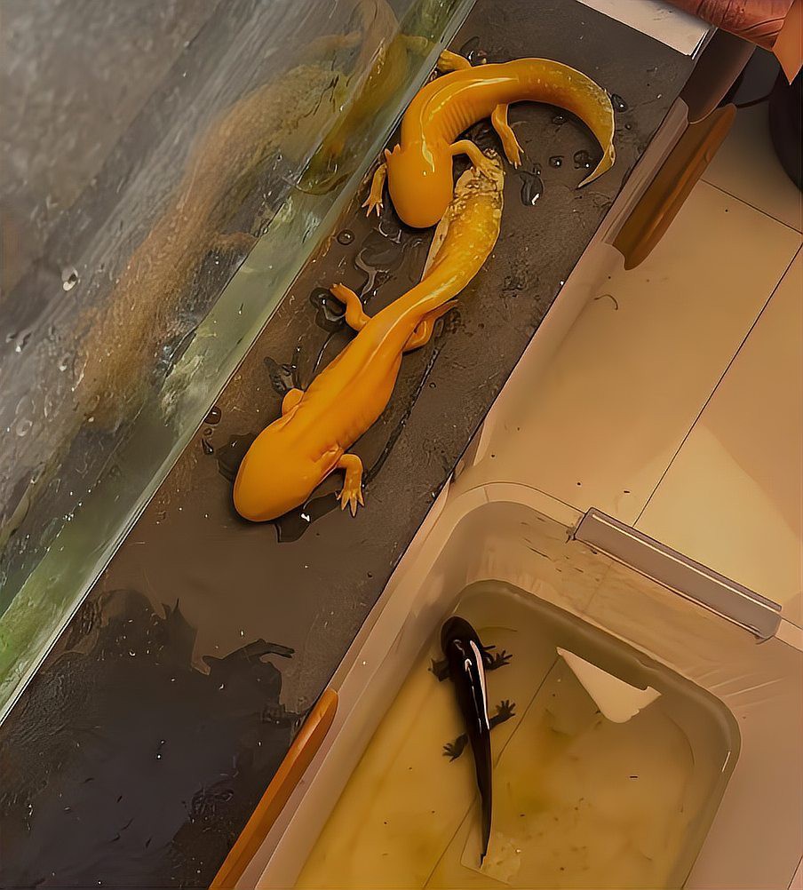 六角恐龍魚細菌感染會自愈嗎？ 六角恐龍魚細菌感染會自愈嗎？ 龍魚百科 第7張