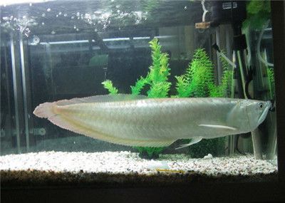 銀龍魚最高多少錢（銀龍魚的價格一般是多少？） 銀龍魚最高多少錢（銀龍魚的價格一般是多少？） 龍魚百科 第5張