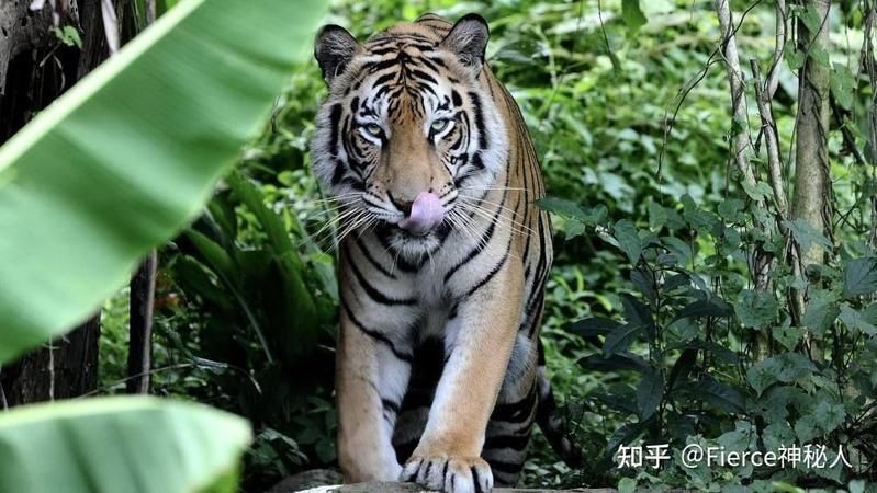 老虎是中國本土動物嗎