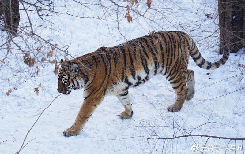 老虎是中國本土動物嗎