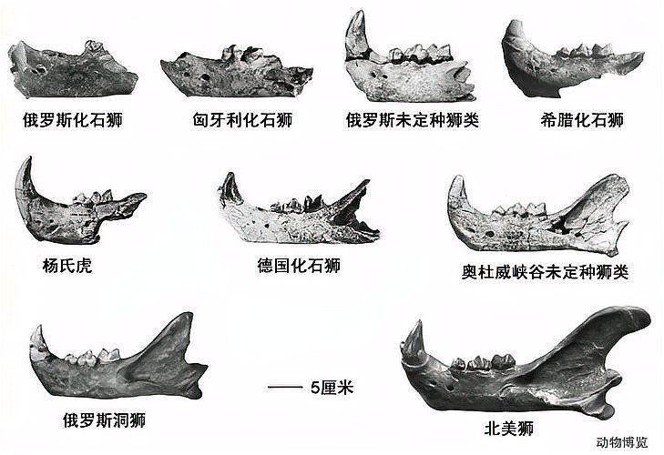 老虎是中國本土動物嗎
