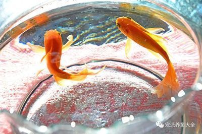 廣州觀賞魚批發(fā)市場去祥龍魚場，廣州觀賞魚市場