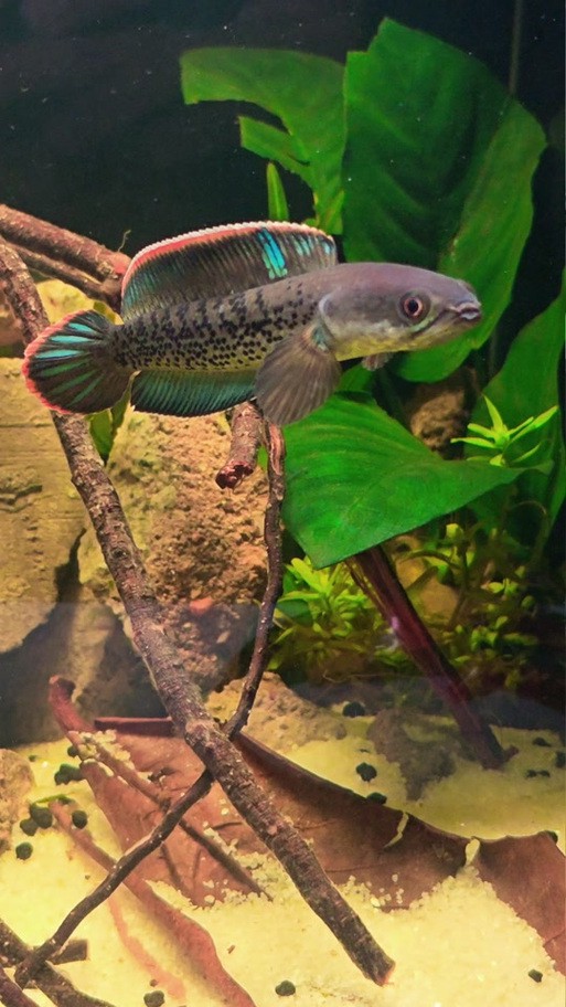 七彩雷龍魚苗喂什么好