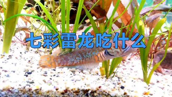 七彩雷龍魚苗喂什么好