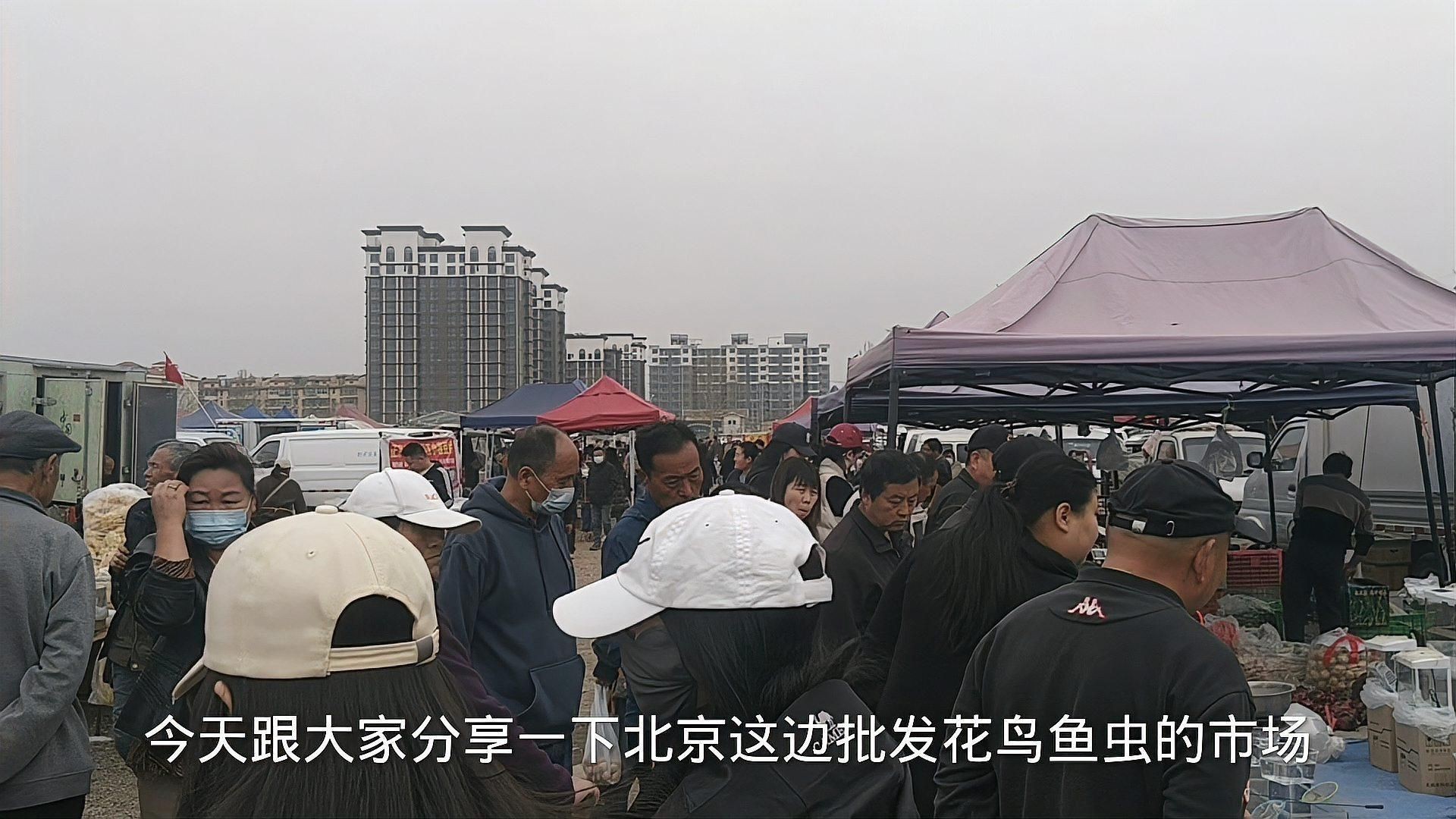 觀賞魚(yú)批發(fā)市場(chǎng)常見(jiàn)品種 龍魚(yú)百科 第2張 觀賞魚(yú)批發(fā)市場(chǎng)常見(jiàn)品種 觀賞魚(yú)批發(fā)市場(chǎng)常見(jiàn)品種 龍魚(yú)百科 第2張