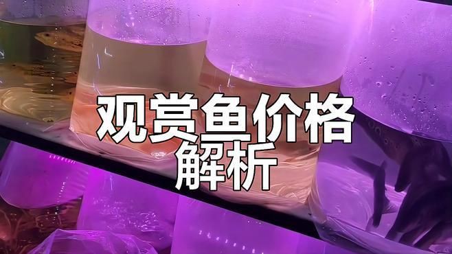 觀賞魚(yú)批發(fā)市場(chǎng)常見(jiàn)品種 龍魚(yú)百科 第5張 觀賞魚(yú)批發(fā)市場(chǎng)常見(jiàn)品種 觀賞魚(yú)批發(fā)市場(chǎng)常見(jiàn)品種 龍魚(yú)百科 第5張