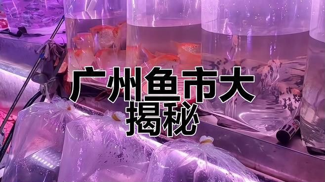 觀賞魚(yú)批發(fā)市場(chǎng)常見(jiàn)品種 龍魚(yú)百科 第1張 觀賞魚(yú)批發(fā)市場(chǎng)常見(jiàn)品種 觀賞魚(yú)批發(fā)市場(chǎng)常見(jiàn)品種 龍魚(yú)百科 第1張
