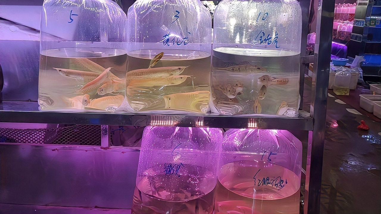 觀賞魚(yú)批發(fā)市場(chǎng)常見(jiàn)品種 龍魚(yú)百科 第3張 觀賞魚(yú)批發(fā)市場(chǎng)常見(jiàn)品種 觀賞魚(yú)批發(fā)市場(chǎng)常見(jiàn)品種 龍魚(yú)百科 第3張