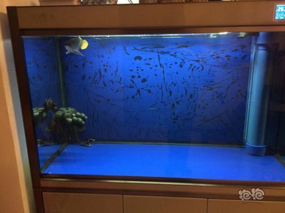 龍魚市場的前景如何呢