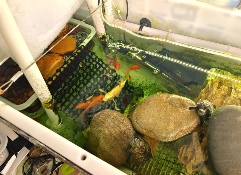 如何設(shè)置白子招財龍的飼養(yǎng)箱？