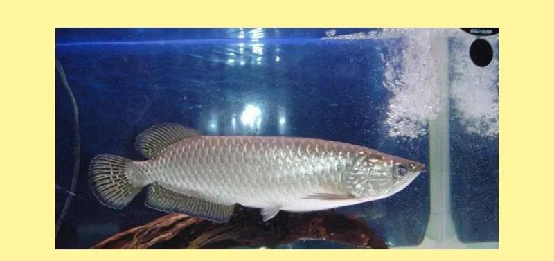 如何設(shè)置白子招財龍的飼養(yǎng)箱？