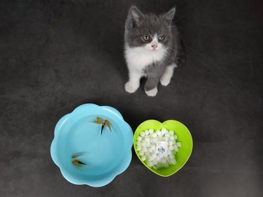 養龍魚和鸚鵡魚的缸里可以放鹽嗎：養龍魚的缸里一般不需要放鹽，而養鸚鵡魚的缸里可以放鹽嗎