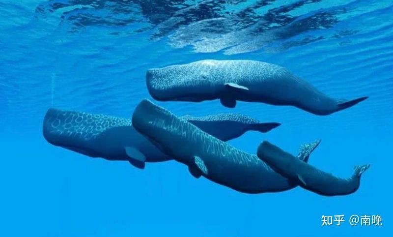 鯨魚和鯊魚的區(qū)別圖片 外觀