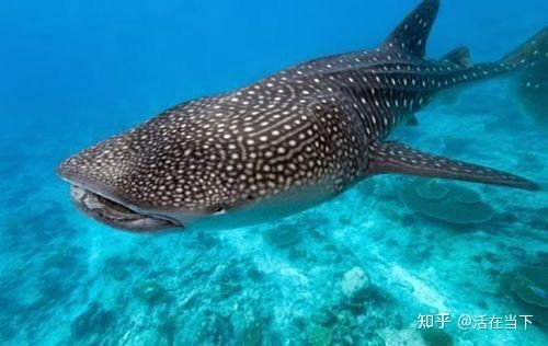 鯨魚和鯊魚的區(qū)別圖片 外觀