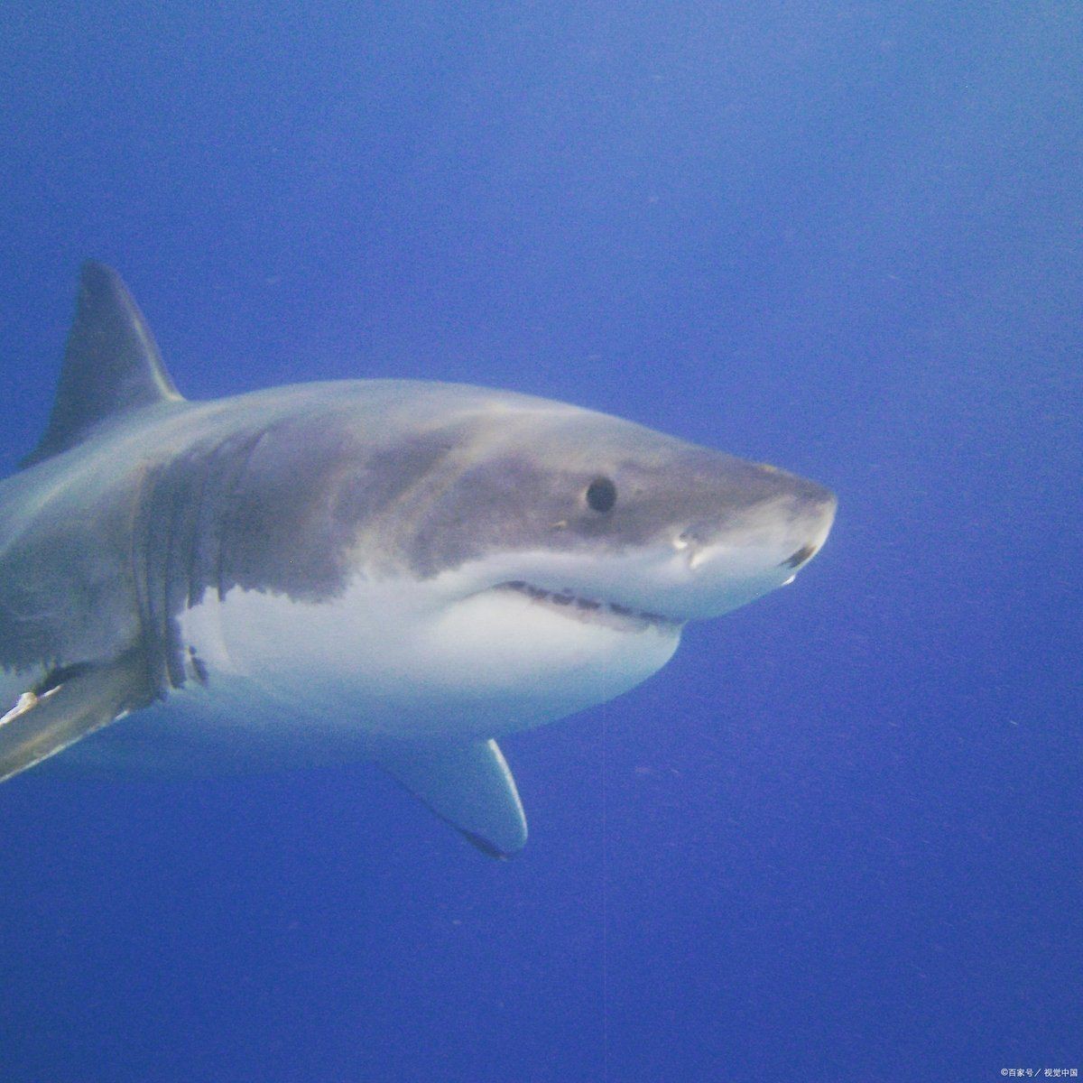 鯨魚和鯊魚的區(qū)別圖片 外觀