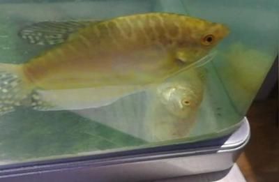 龍魚突然翻身暴斃是什么意思？（龍魚突然翻身暴斃是一個復雜的現象，可能是多種原因引起） 龍魚突然翻身暴斃是什么意思？（龍魚突然翻身暴斃是一個復雜的現象，可能是多種原因引起） 龍魚百科 第5張