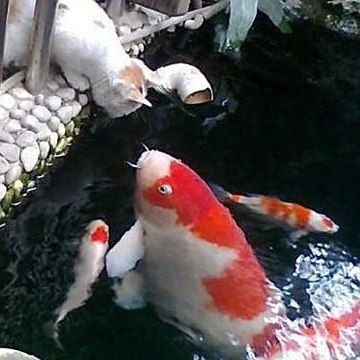 金魚頭瘤潰爛怎么治療