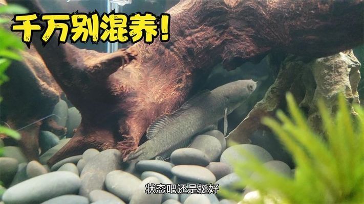 戰船魚和雷龍混養怎么樣 戰船魚和雷龍混養怎么樣 龍魚百科 第1張