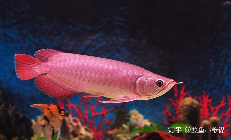 為什么這么多人養(yǎng)龍魚(yú)呢知乎