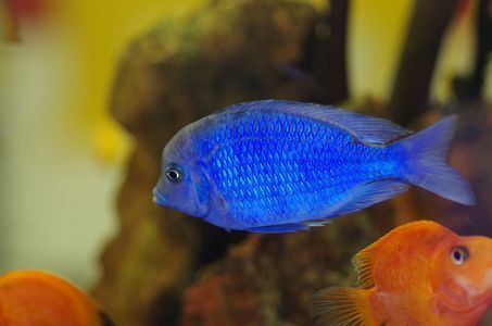 金龍魚斷電多久才會死（關于金龍魚斷電多久會死并沒有完全相關的直接答案）