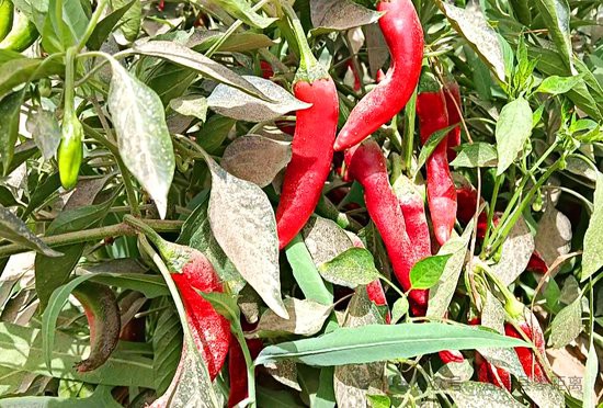 辣椒紅龍的市場需求如何 辣椒紅龍的市場需求如何 龍魚百科 第1張