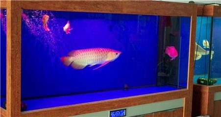 金龍魚用什么魚缸養最好，金龍魚的魚缸選擇