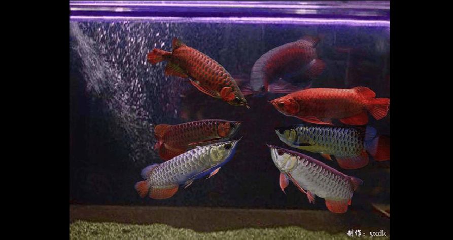 龍魚什么品種最便宜又好養的魚：龍魚什么品種最便宜又好養