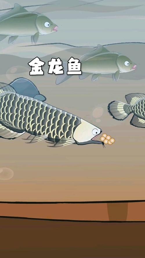 有沒有小型的龍魚苗圖片